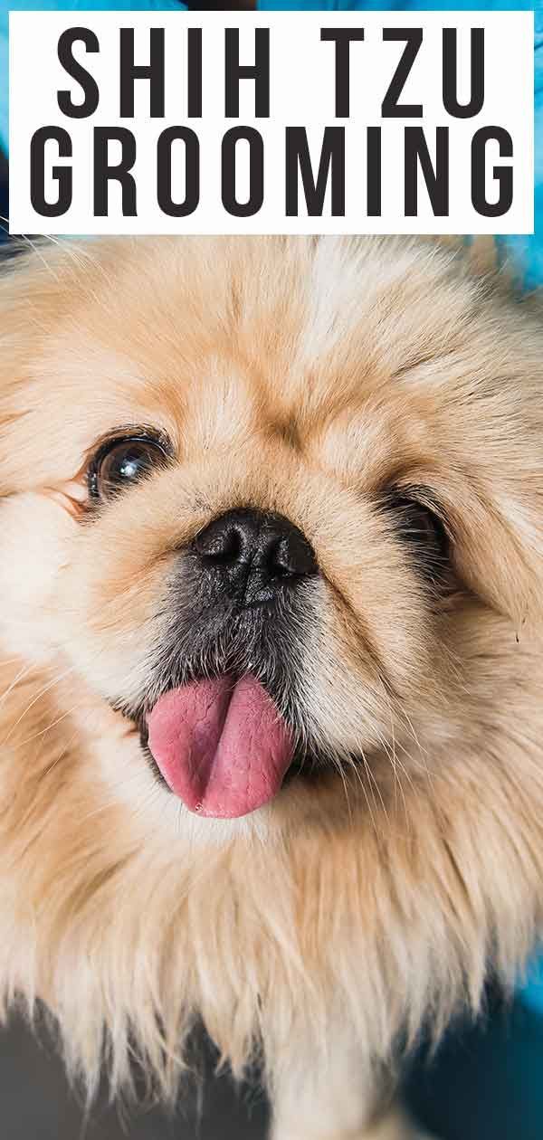 Shih Tzu-verzorging - Help uw pup er op zijn best uit te zien