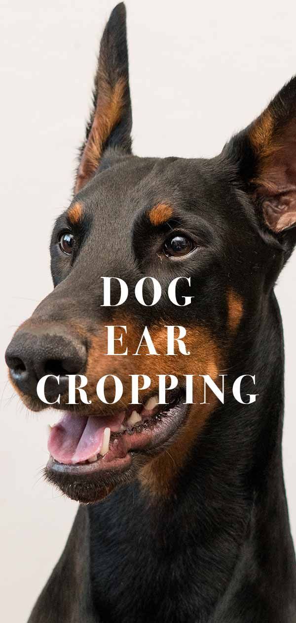 hond oor bijsnijden