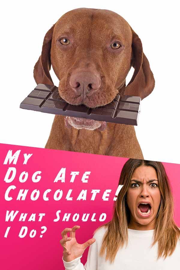 چاکلیٹ کھانے والے کتے