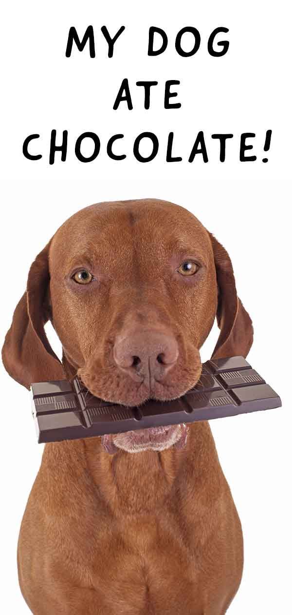 ایک کتا کتنا چاکلیٹ کھا سکتا ہے؟