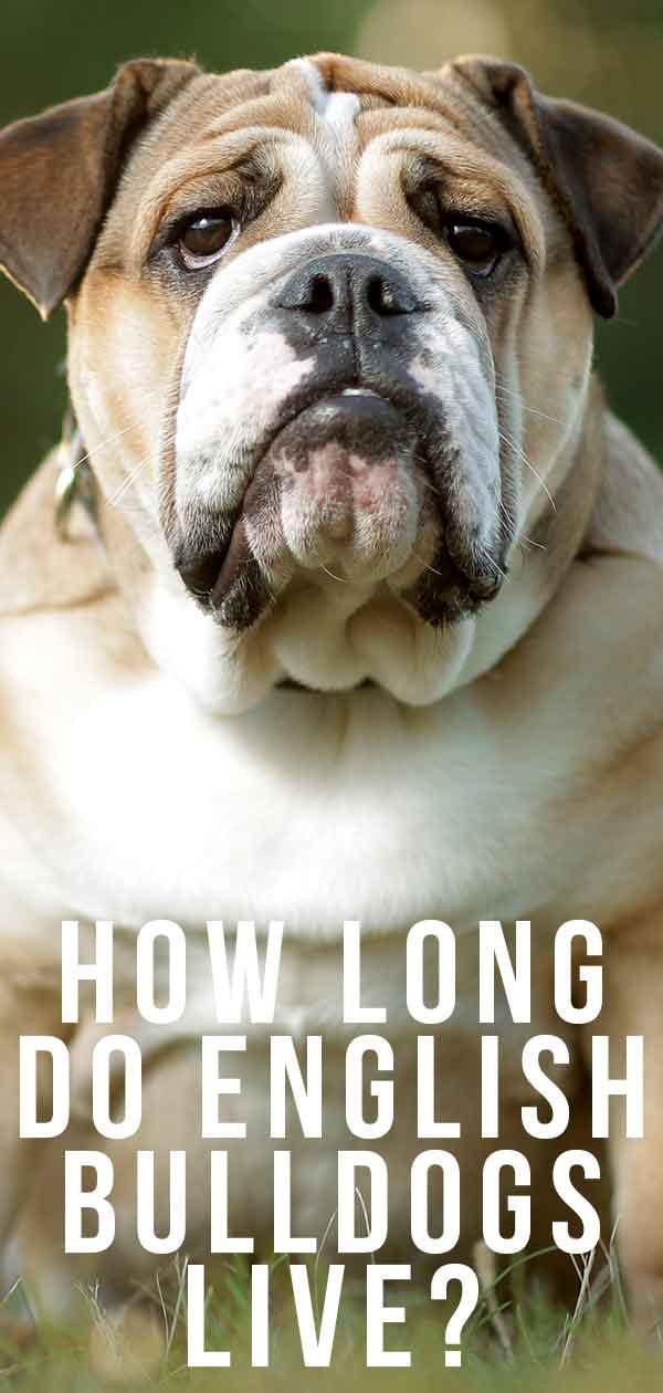 Durée de vie du bulldog anglais