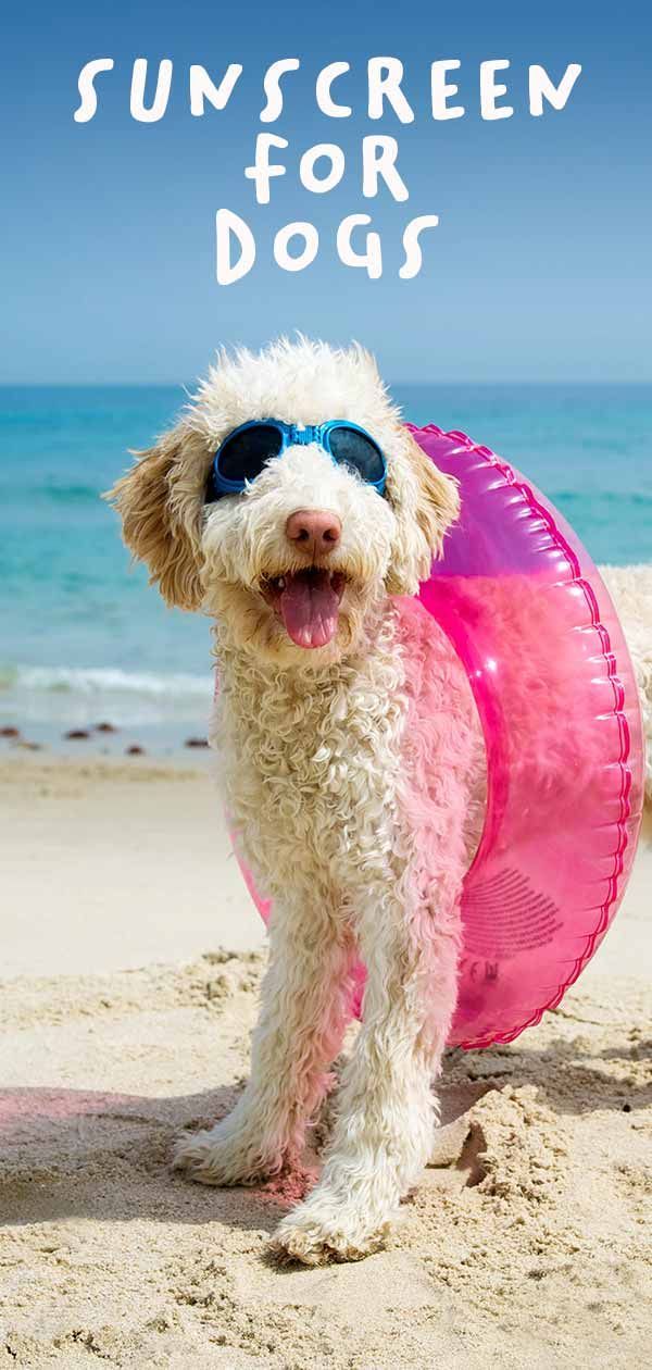 Meilleur écran solaire pour chien - Quels sont ceux qui offrent le plus de protection?