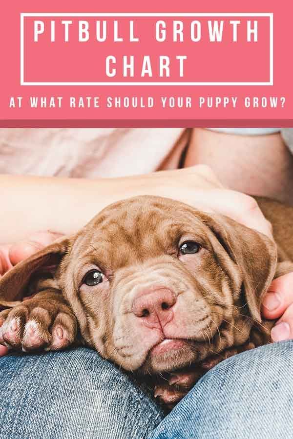 Bagan Pertumbuhan Pitbull: Pada Tingkat Berapa Anak Anjing Anda Harus Tumbuh?