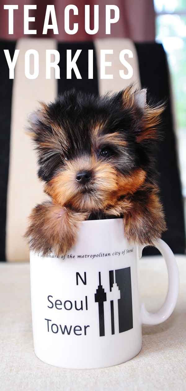 Tējas krūze Yorkie - pasaulē mazākais suns