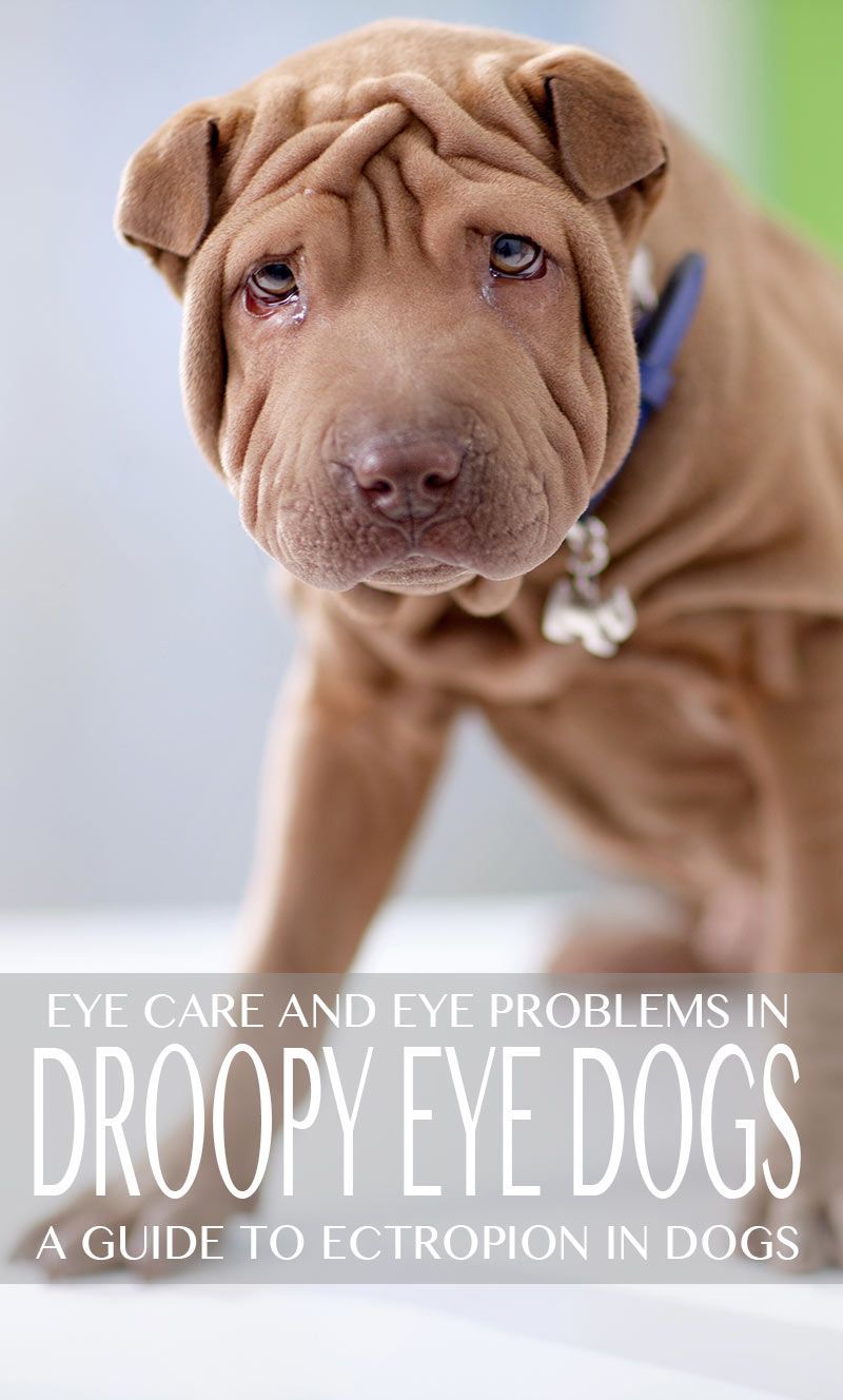 גזעי כלבי עיניים נפולים - מדריך לאקטרופיון
