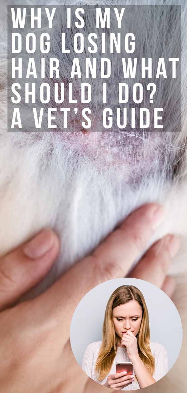 Загуба на коса - ръководство на ветеринар за алопеция при кучета