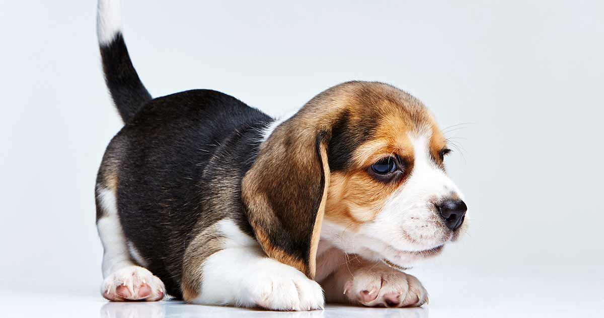 Este lindo Beagle passará por vários estágios de desenvolvimento de filhotes
