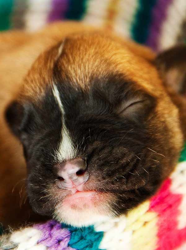 quando os cachorros abrem os olhos - aprenda sobre este cachorrinho recém-nascido