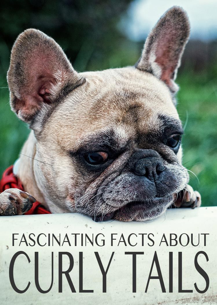 Įspūdingi faktai apie garbanotas uodegas, kas jas sukelia ir kokias problemas jie gali sukelti šunims