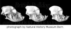 crânes de bouledogue de plus de 50 ans