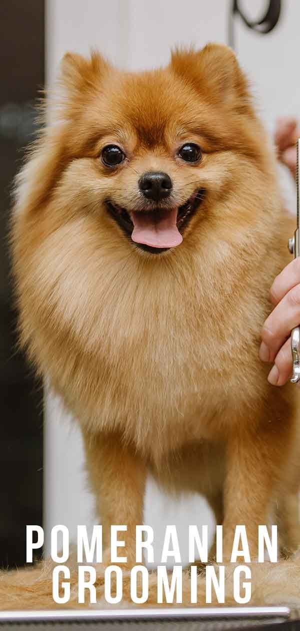 Chải lông cho chó Pomeranian: Cách tốt nhất để chăm sóc lông cho chó của bạn