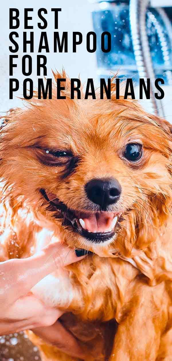 שמפו הטוב ביותר לפומרניאן - שמור על הכלב שלך להיראות במיטבו!