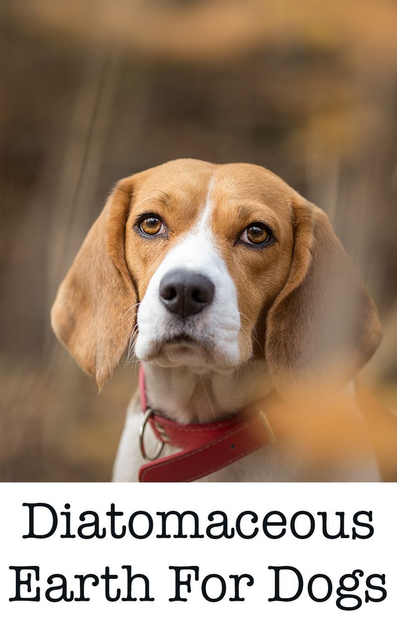 terre de diatomées pour chiens