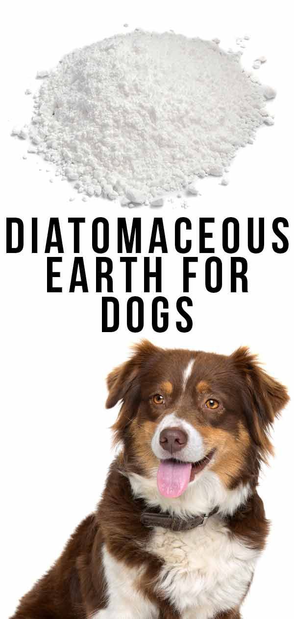 terra de diatomees per a gossos