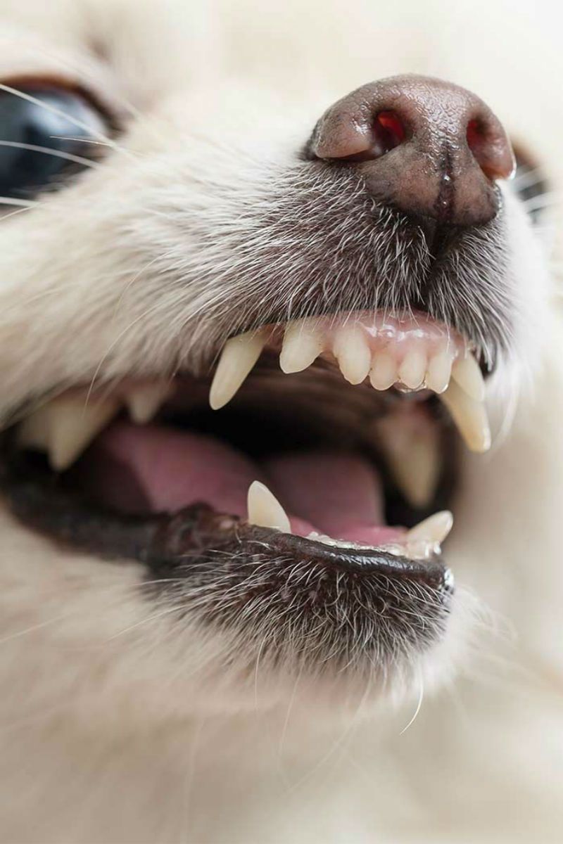 Overbite Dog: Ska min valp ha raka tänder?