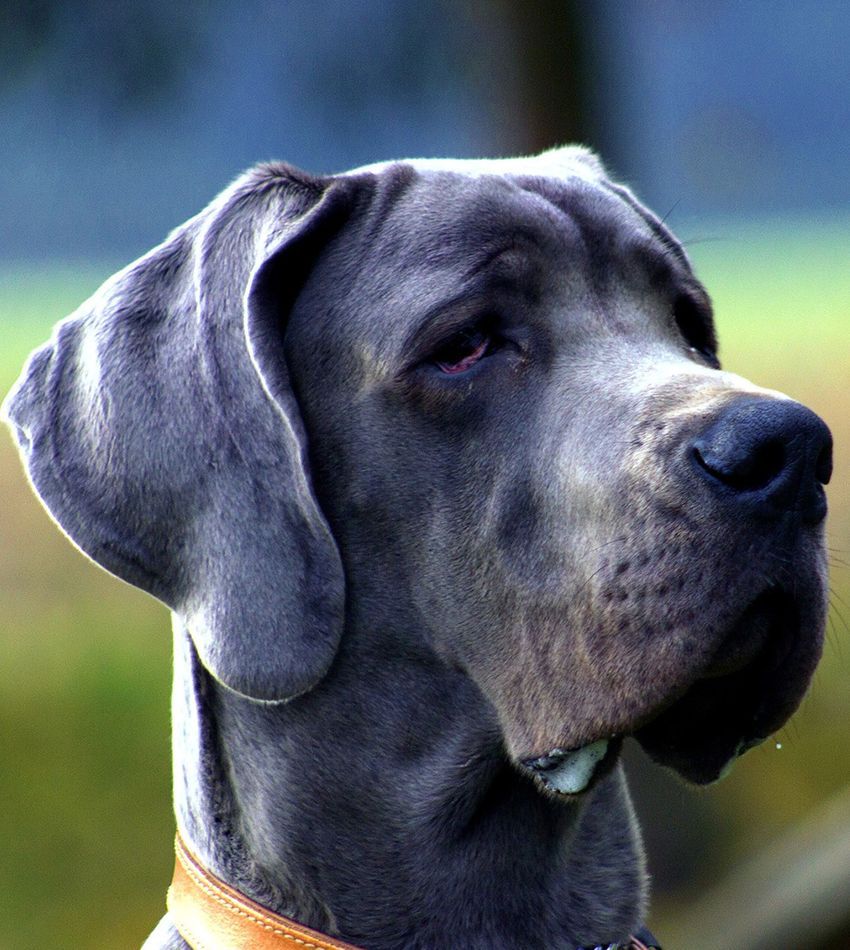 Jak dlouho může pes žít - zjistěte v článku Jak dlouho žijí psi