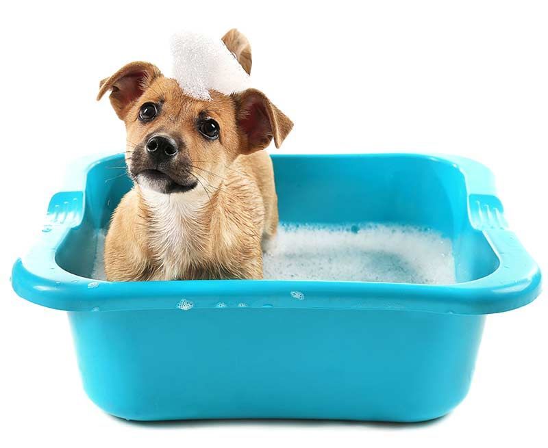 anak anjing mandi di mangkuk cuci
