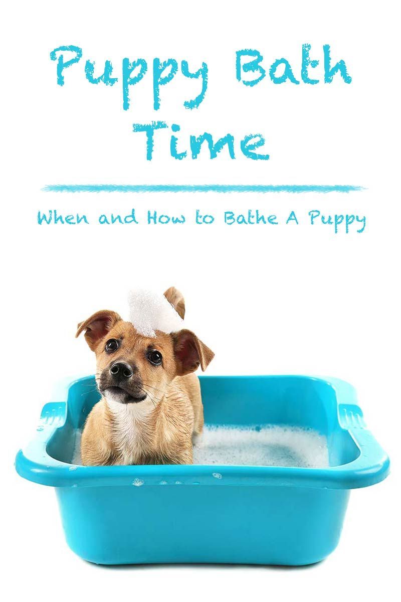 Waktu mandi anak anjing - Kapan dan cara memandikan anak anjing.