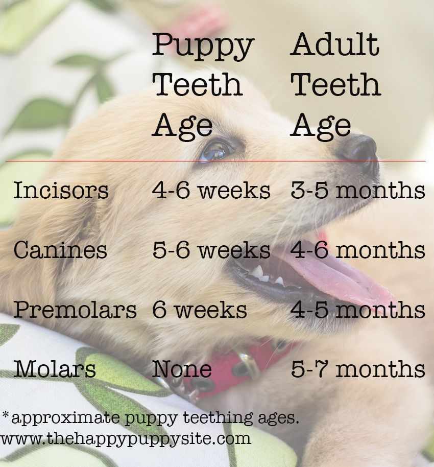 Šuniuko dantukų diagrama