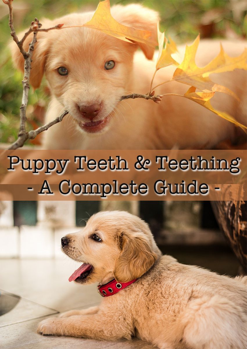Dents et dents de chiot, y compris le nombre de dents des chiens.