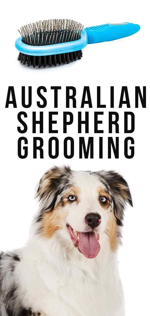 Подстригване на австралийска овчарка
