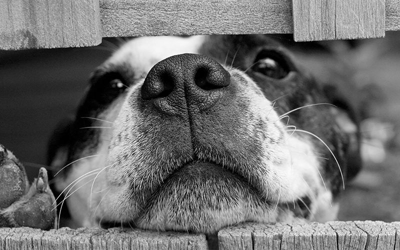 כלב מסתכל דרך גדר