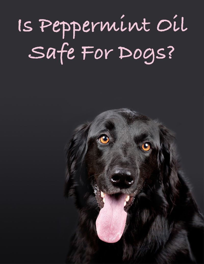 is pepermuntolie veilig voor honden