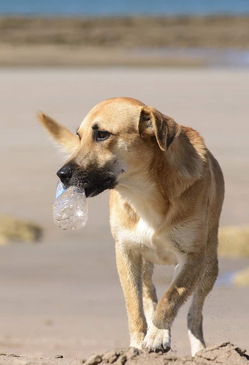 Mein Hund aß Plastik - eine Anleitung, was zu tun ist und was als nächstes passiert