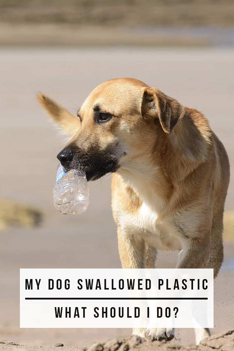 הכלב שלי בלע פלסטיק, מה עלי לעשות? - מדריך בריאות כלבים