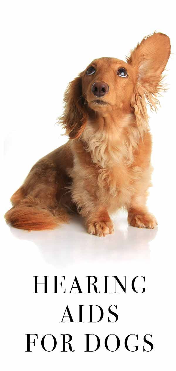 Prothèses auditives pour chiens - Comment aider votre animal sourd