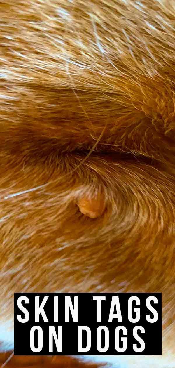 תגי עור לכלבים - מדריך להסרת זיהוי תגי עור לכלבים