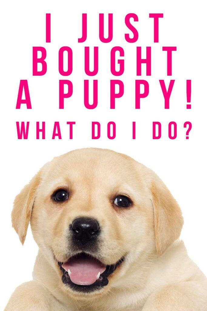 Pravkar sem kupil psička - kaj naj naredim naprej?