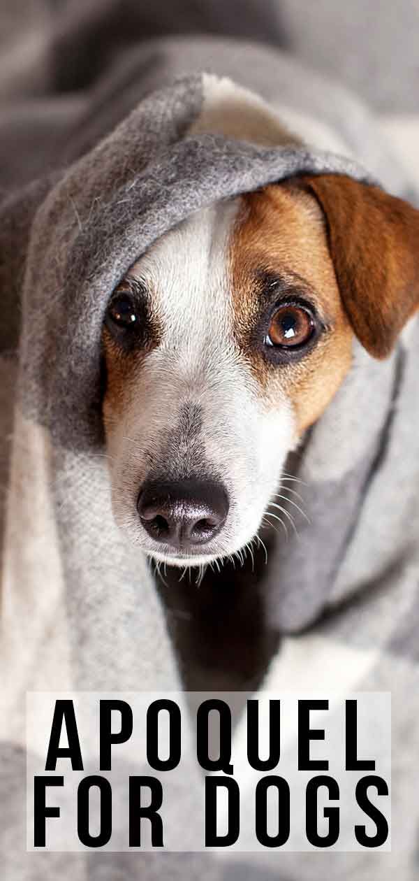 Apoquel para cães com alergias: usos, dosagem e efeitos colaterais