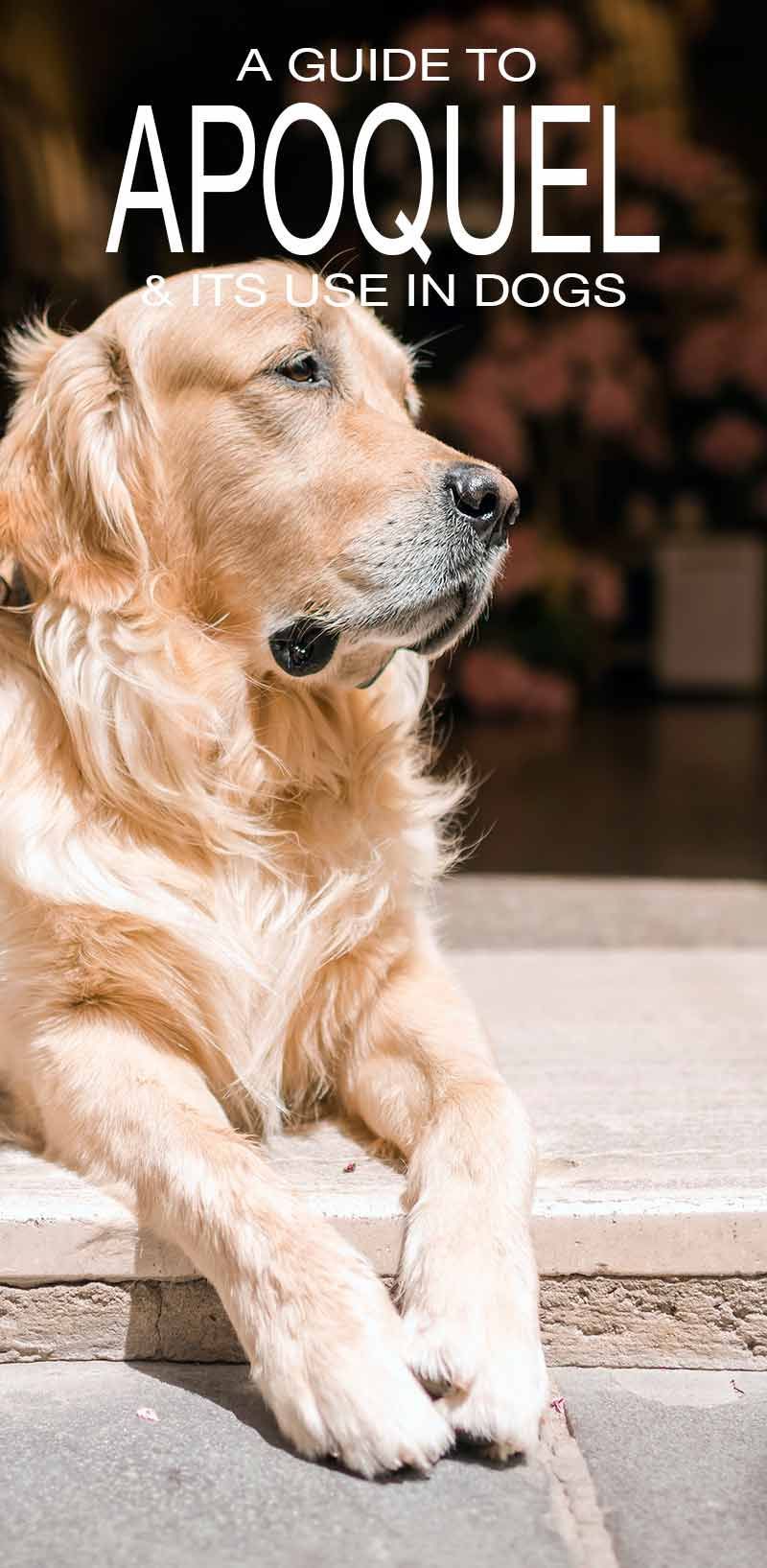Апокел за кучета - информация и употреба
