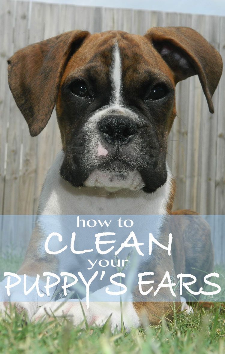 hoe u uw puppy moet schoonmaken
