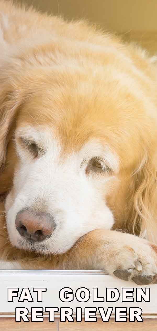 Fat Golden Retriever: wat te doen als uw hond zwaarder wordt
