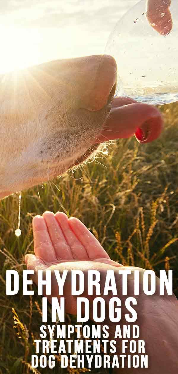 Dehidratācija suņiem - pazīmes, simptomi un ārstēšana suņu dehidratācijai