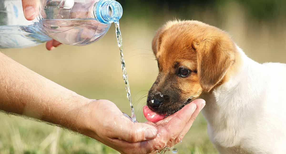 koer joob vett