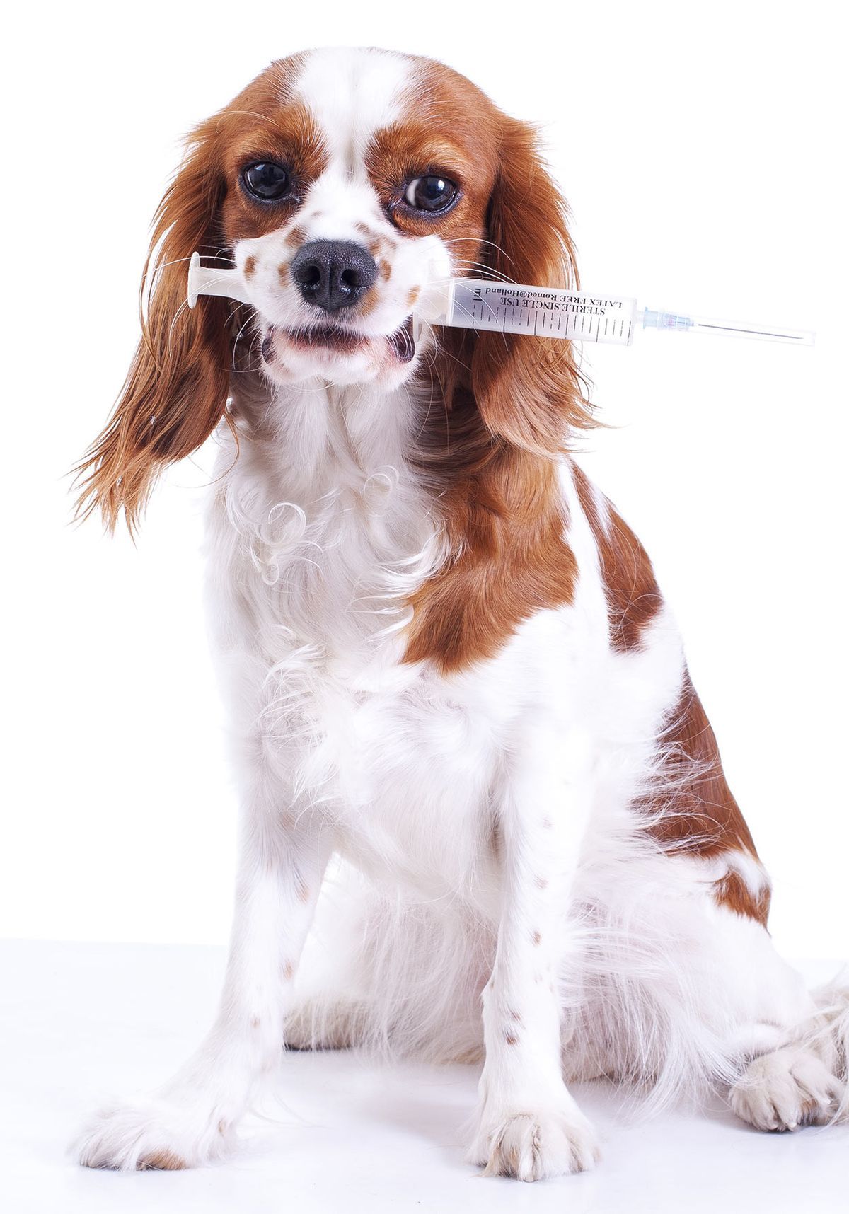 Vaccinatieschema voor honden