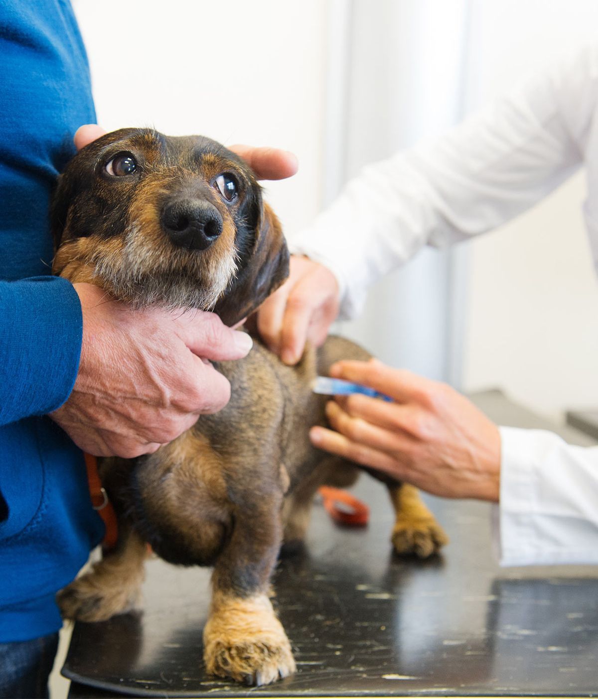 programul de vaccinare a câinilor