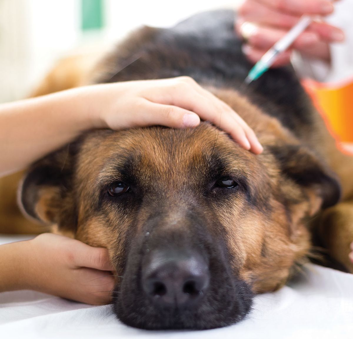 harmonogram szczepień psa