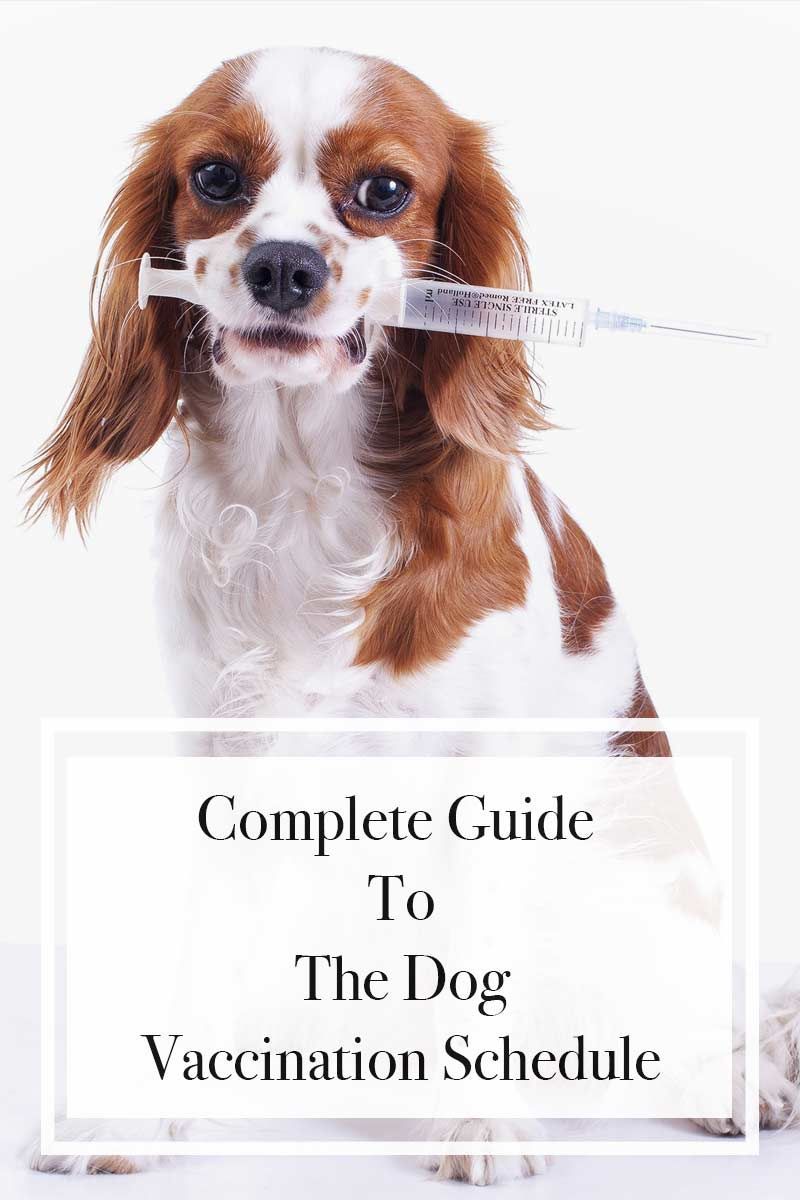Pilnīga rokasgrāmata suņu vakcinācijas grafikam.
