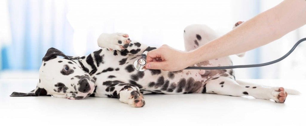 преглед пса код ветеринара са стетоскопом у клиници