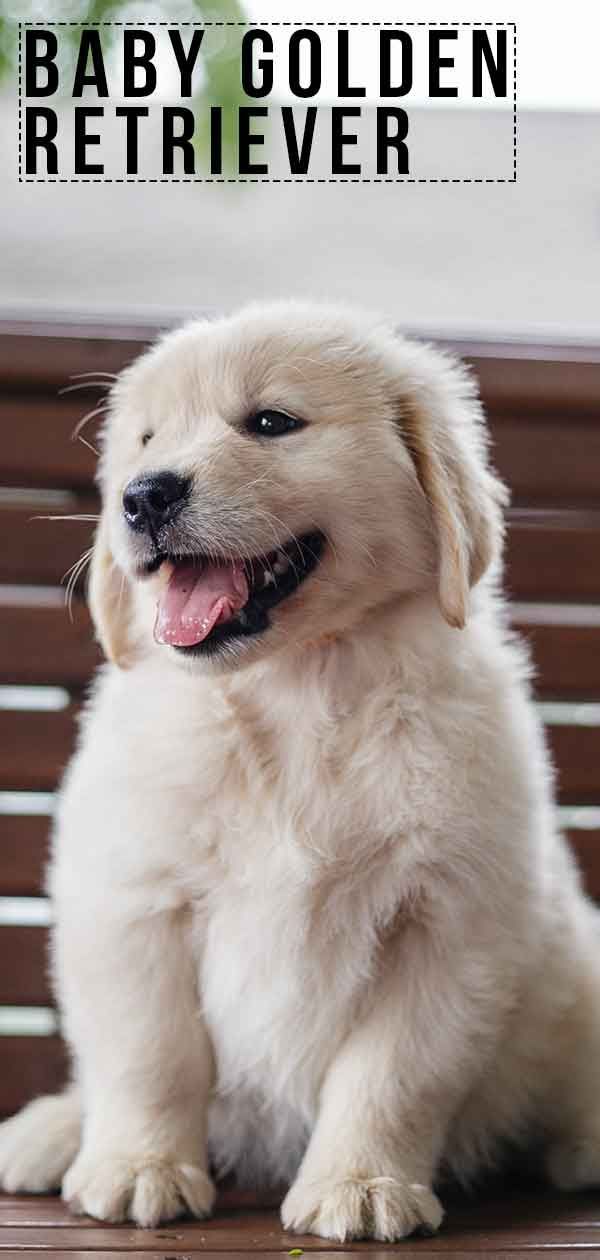Baby Golden Retriever - Fakta og sjov om Golden Pups