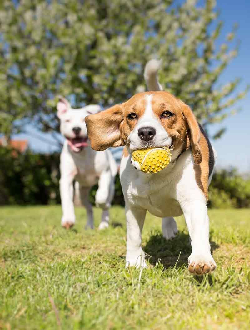 Arbatmedžio aliejus šunims - ar jis tikrai veiksmingas?