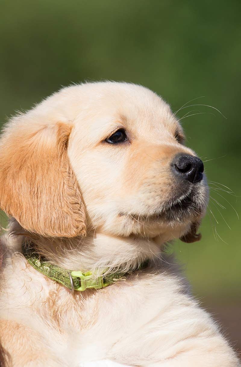 Някои породи са по-податливи на дисплазия на лакътя на кученца, включително златния ретривър