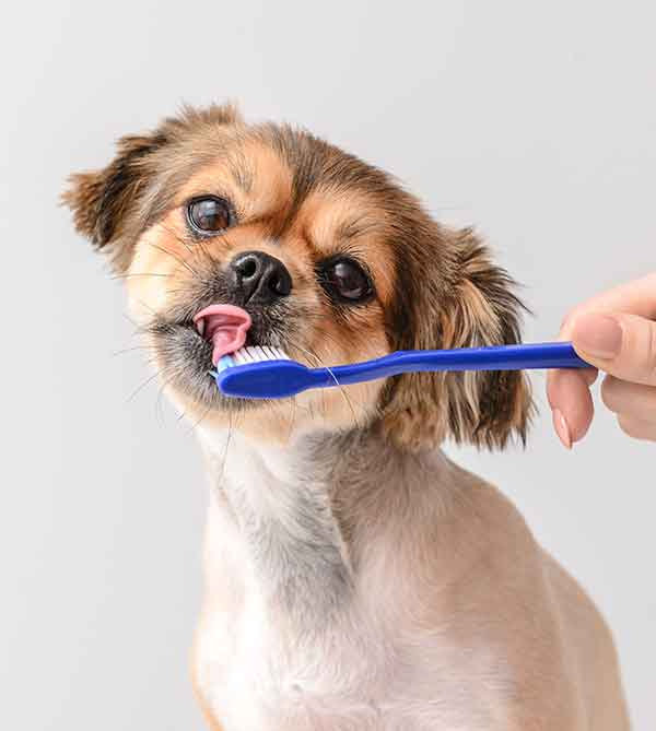   зубная щетка для собак