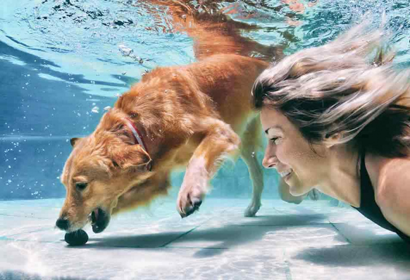   chó tha mồi vàng bơi dưới nước với người phụ nữ