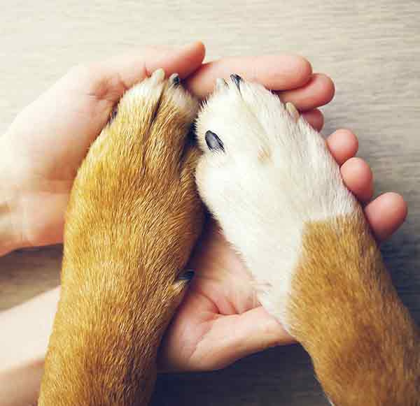   duas patas de cachorro em uma pessoa's hand