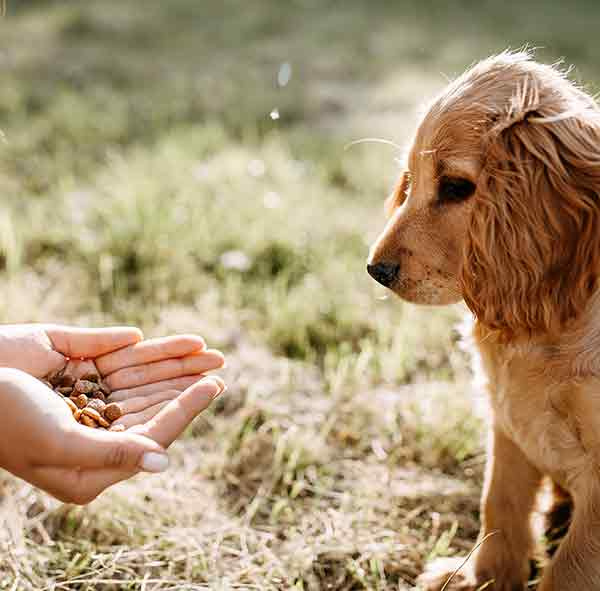   pies cierpliwie czeka na smakołyk ze złożonych dłoni